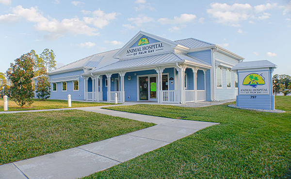 Low Cost Pet Hospital St Cloud Fl Nacar mezquita